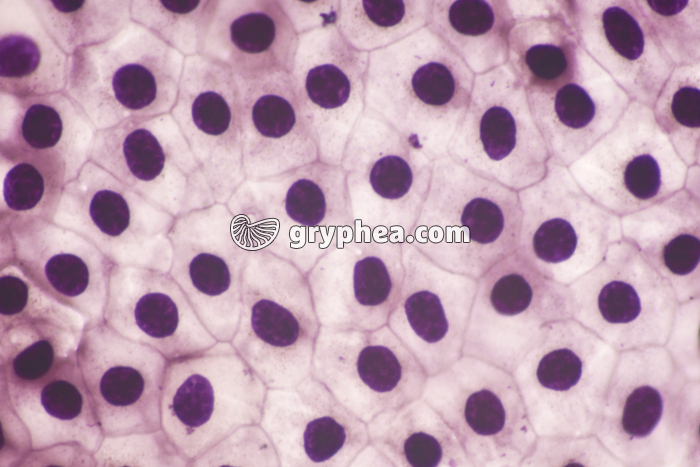 Mue de Triton à plat x100 - gryphea.com